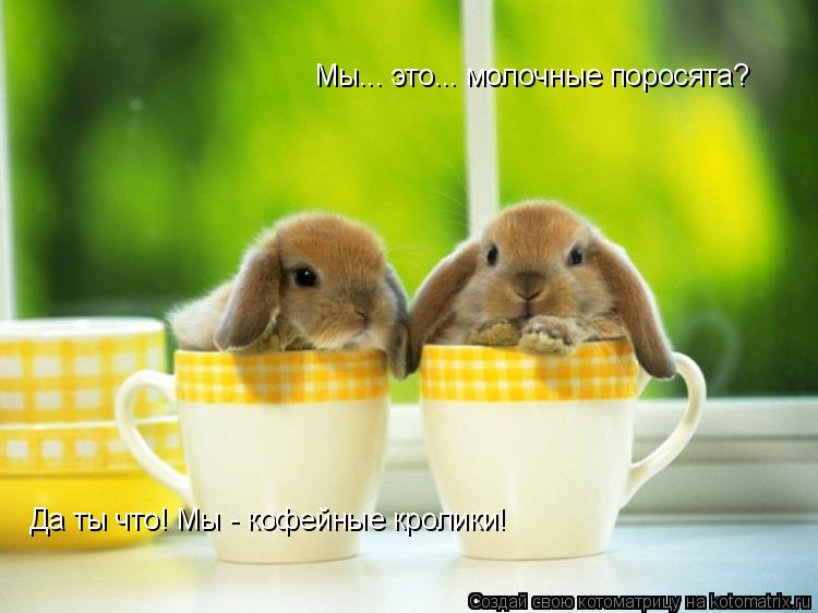 Котоматрица: Мы... это... молочные поросята? Да ты что! Мы - кофейные кролики!