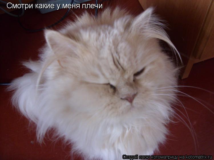 Смотри какие у меня плечи... Котоматрица: Смотри какие у меня плечи