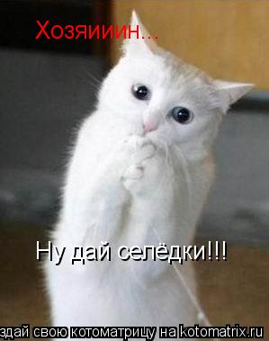 Котоматрица: Хозяииин... Ну дай селёдки!!!