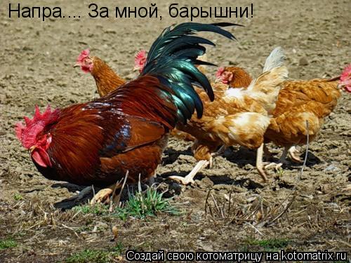 Напра.... За мной, барышни!... Котоматрица: Напра.... За мной, барышни!