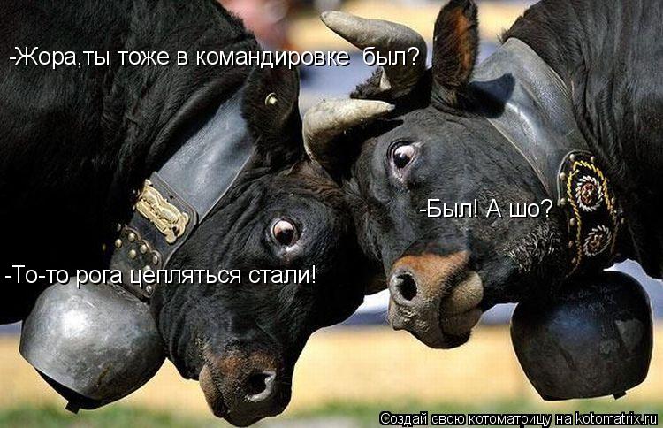 Котоматрица: -Жора,ты тоже в командировке  был? -Был! А шо? -То-то рога цепляться стали!