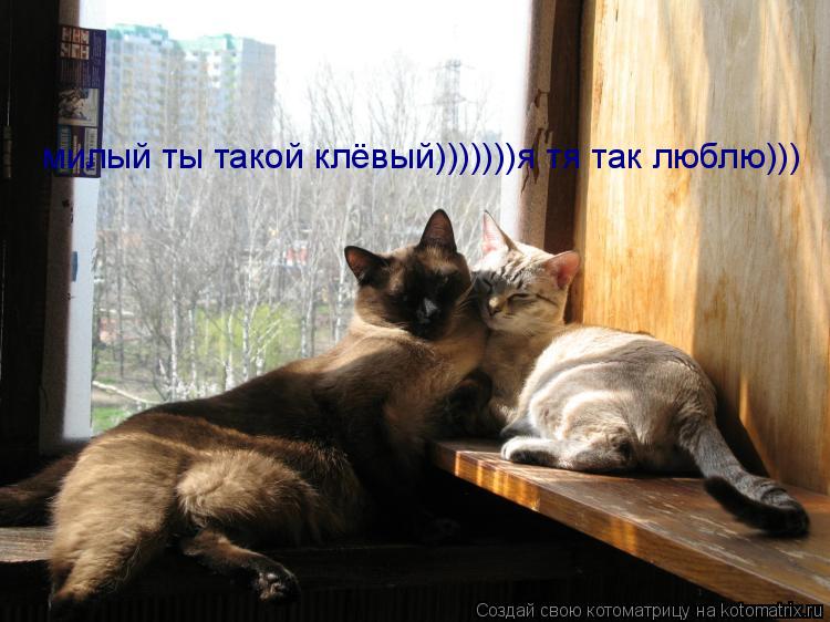 милый ты такой клёвый)))))))я тя так люблю)))... Котоматрица: милый ты такой клёвый)))))))я тя так люблю)))