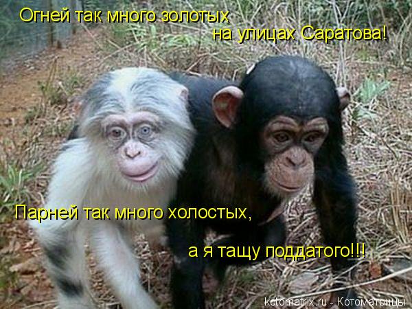 на улицах Саратова! Огней так много золотых Парней так много холостых, а я тащу поддатого!!!... Котоматрица: на улицах Саратова! Огней так много золотых Парней так много холостых, а я тащу поддатого!!!