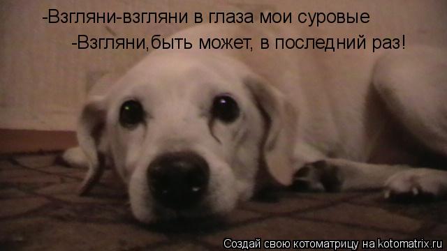 -Взгляни-взгляни в глаза мои суровые -Взгляни,быть может, в последний раз!... Котоматрица: -Взгляни-взгляни в глаза мои суровые -Взгляни,быть может, в последний раз!