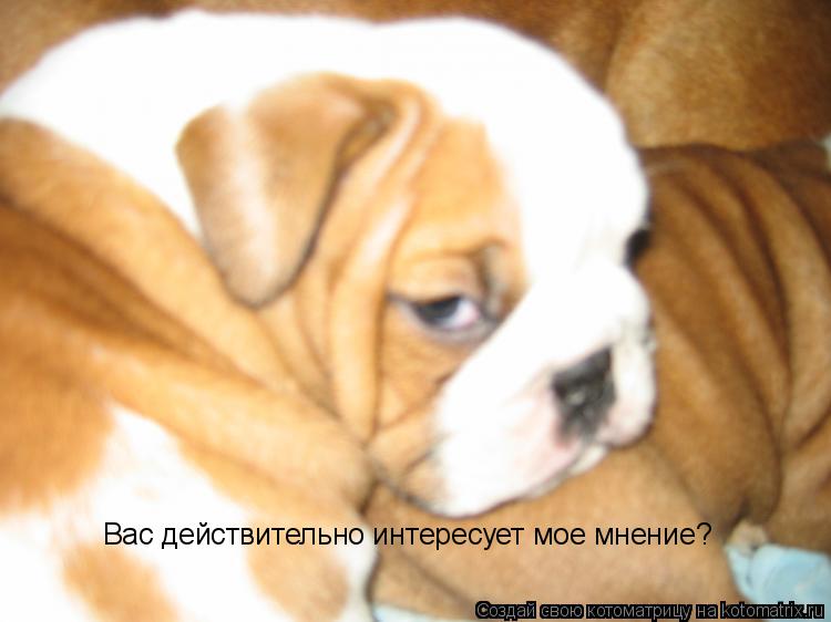 Вас действительно интересует мое мнение?... Котоматрица: Вас действительно интересует мое мнение?