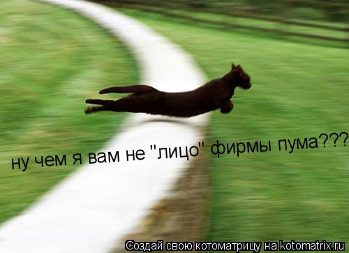 ну чем я вам не "лицо" фирмы пума???... Котоматрица: ну чем я вам не "лицо" фирмы пума???