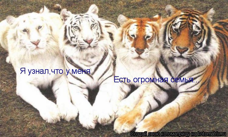 Я узнал,что у меня Есть огромная семья...... Котоматрица: Я узнал,что у меня Есть огромная семья...