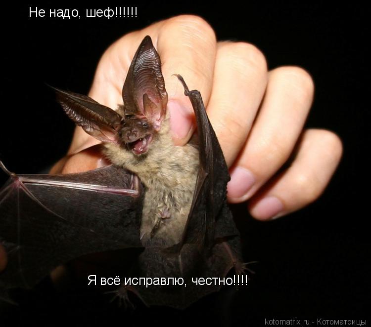 Не надо, шеф!!!!!! Я всё исправлю, честно!!!!... Котоматрица: Не надо, шеф!!!!!! Я всё исправлю, честно!!!!