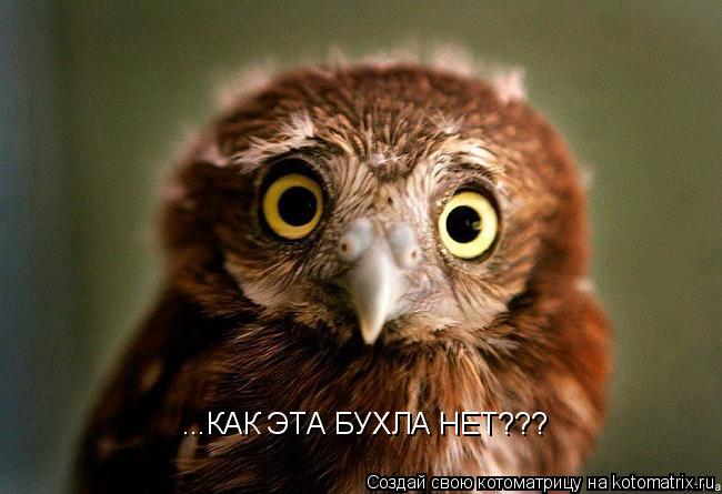 ...КАК ЭТА БУХЛА НЕТ???... Котоматрица: ...КАК ЭТА БУХЛА НЕТ???