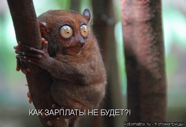 КАК ЗАРПЛАТЫ НЕ БУДЕТ?!... Котоматрица: КАК ЗАРПЛАТЫ НЕ БУДЕТ?!