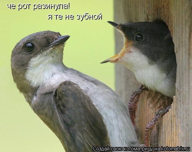 че рот разинула! я те не зубной... Котоматрица: че рот разинула! я те не зубной