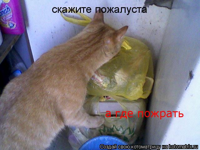 скажите пожалуста а где пожрать... Котоматрица: скажите пожалуста а где пожрать