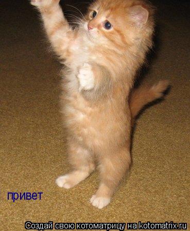Котоматрица: привет