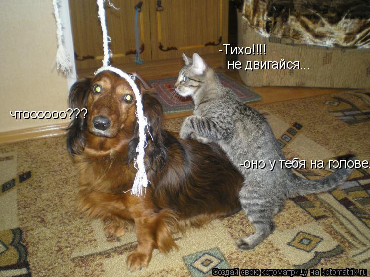-Тихо!!!! не двигайся... чтоооооо??? -оно у тебя на голове...... Котоматрица: -Тихо!!!! не двигайся... чтоооооо??? -оно у тебя на голове...