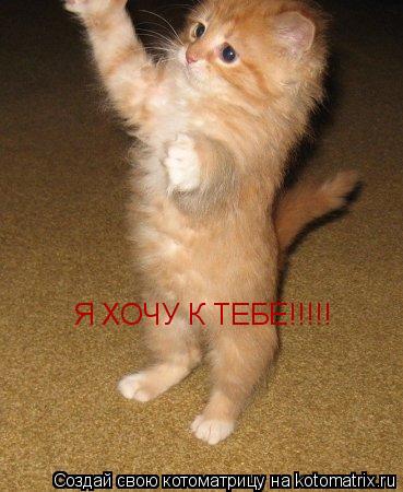 Я ХОЧУ К ТЕБЕ!!!!!... Котоматрица: Я ХОЧУ К ТЕБЕ!!!!!