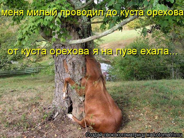 меня милый проводил до куста орехова от куста орехова я на пузе ехала...... Котоматрица: меня милый проводил до куста орехова от куста орехова я на пузе ехала...