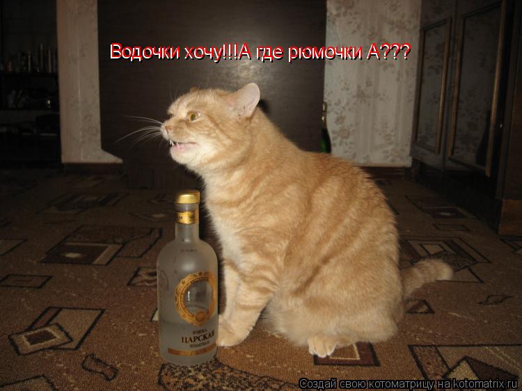 Водочки хочу!!!А где рюмочки А??? Водочки хочу!!!А где рюмочки А???... Котоматрица: Водочки хочу!!!А где рюмочки А??? Водочки хочу!!!А где рюмочки А???