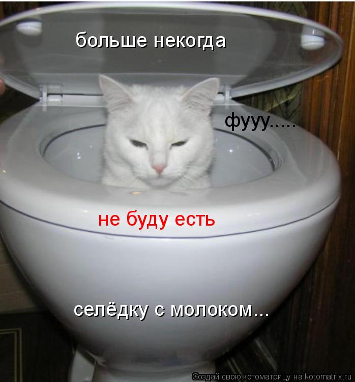 больше некогда не буду есть селёдку с молоком... фууу........ Котоматрица: больше некогда не буду есть селёдку с молоком... фууу.....