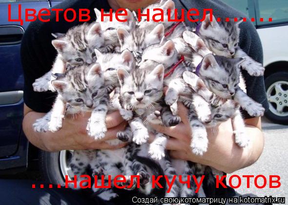 Цветов не нашел....... ....нашел кучу котов... Котоматрица: Цветов не нашел....... ....нашел кучу котов