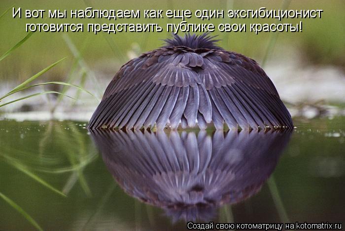 Котоматрица: И вот мы наблюдаем как еще один эксгибиционист готовится представить публике свои красоты!