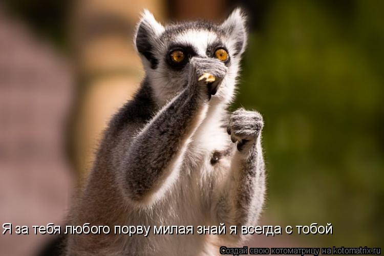 Котоматрица: Я за тебя любого порву милая знай я всегда с тобой