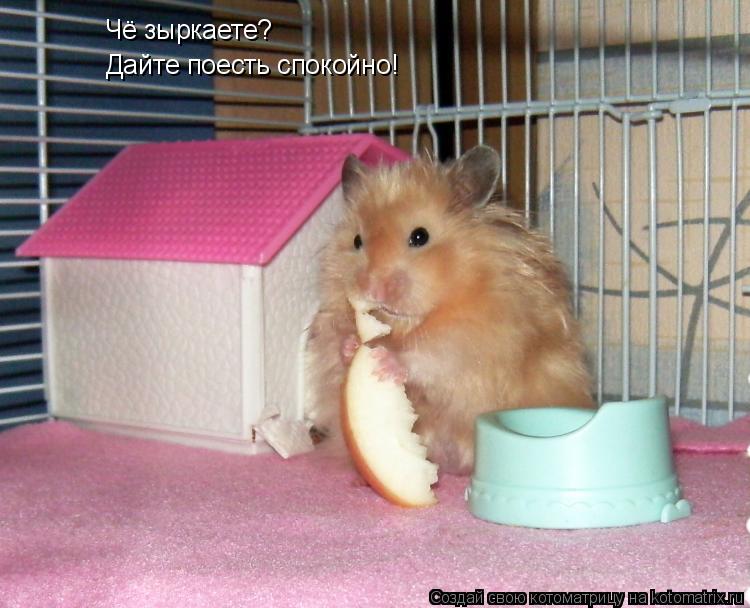 Чё зыркаете? Дайте поесть спокойно!... Котоматрица: Чё зыркаете? Дайте поесть спокойно!