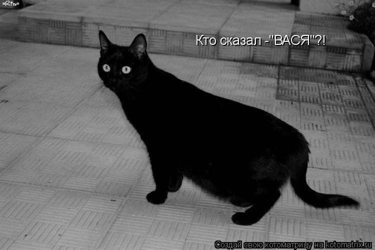 Котоматрица: Кто сказал -"ВАСЯ"?!