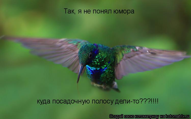 Так, я не понял юмора куда посадочную полосу дели-то???!!!!... Котоматрица: Так, я не понял юмора куда посадочную полосу дели-то???!!!!
