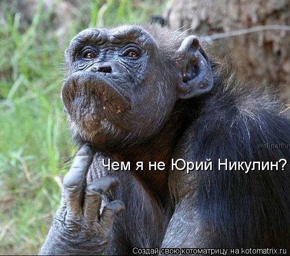 Котоматрица: Чем я не Юрий Никулин?
