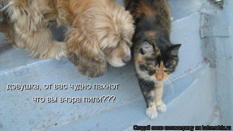 дэвушка, от вас чудно пахнэт что вы вчэра пили???... Котоматрица: дэвушка, от вас чудно пахнэт что вы вчэра пили???
