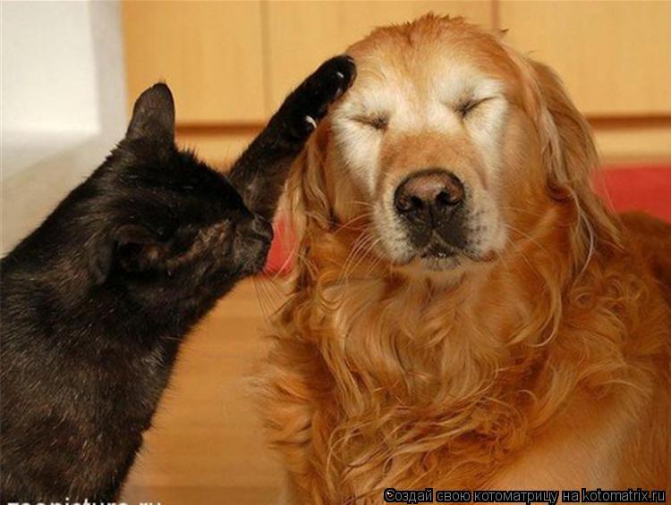 Котоматрица: .