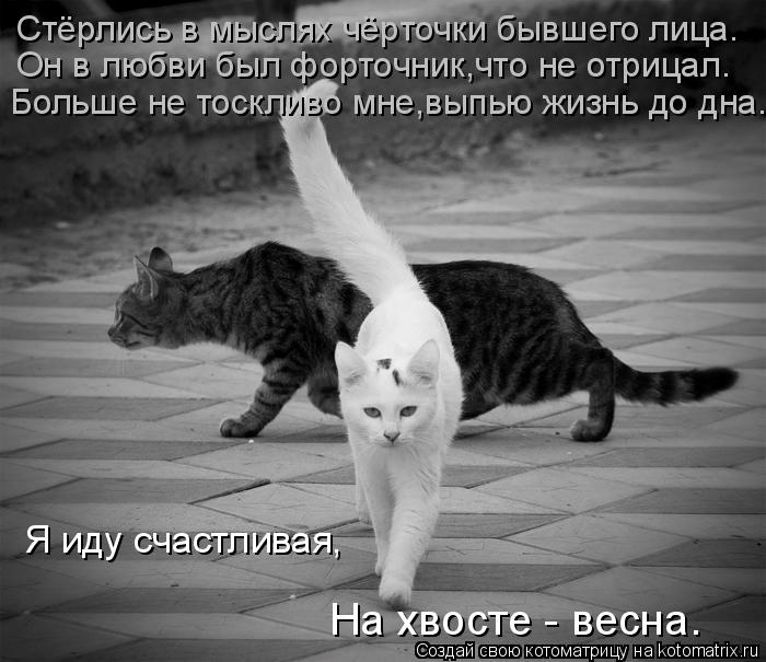 Стёрлись в мыслях чёрточки бывшего лица. Он в любви был форточник,что не отрицал. Больше не тоскливо ... Котоматрица: Стёрлись в мыслях чёрточки бывшего лица. Он в любви был форточник,что не отрицал. Больше не тоскливо мне,выпью жизнь до дна. На хвосте - весна