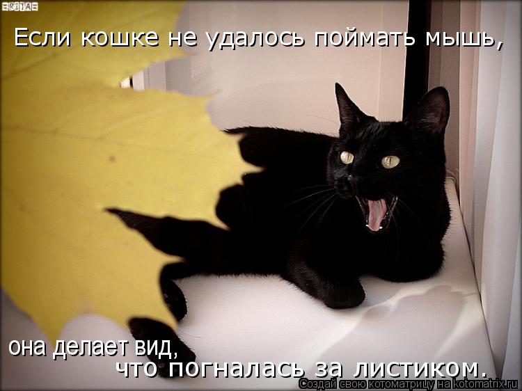 Котоматрица: Если кошке не удалось поймать мышь, она делает вид,  что погналась за листиком.