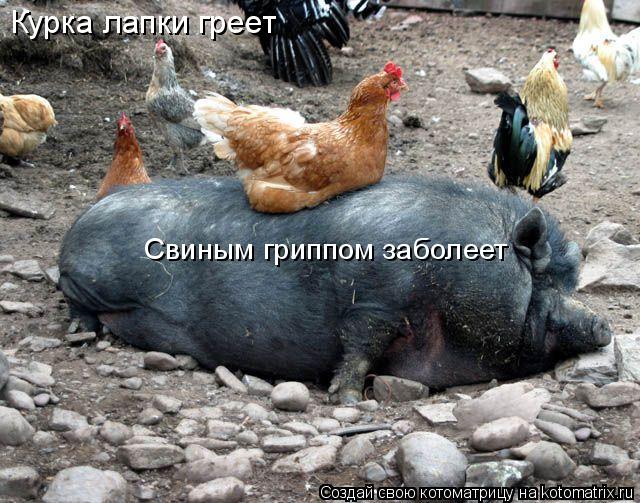 Курка лапки греет Свиным гриппом заболеет... Котоматрица: Курка лапки греет Свиным гриппом заболеет