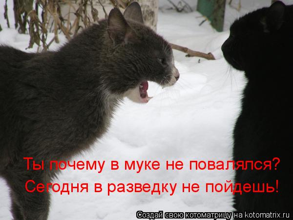Ты почему в муке не повалялся? Сегодня в разведку не пойдешь!... Котоматрица: Ты почему в муке не повалялся? Сегодня в разведку не пойдешь!