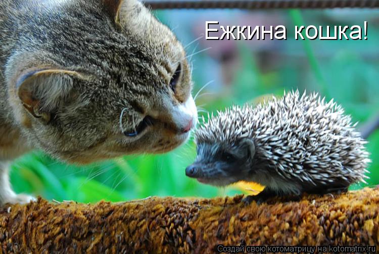 Ежкина кошка!... Котоматрица: Ежкина кошка!