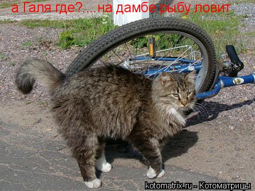 Котоматрица: а Галя где?....на дамбе рыбу ловит