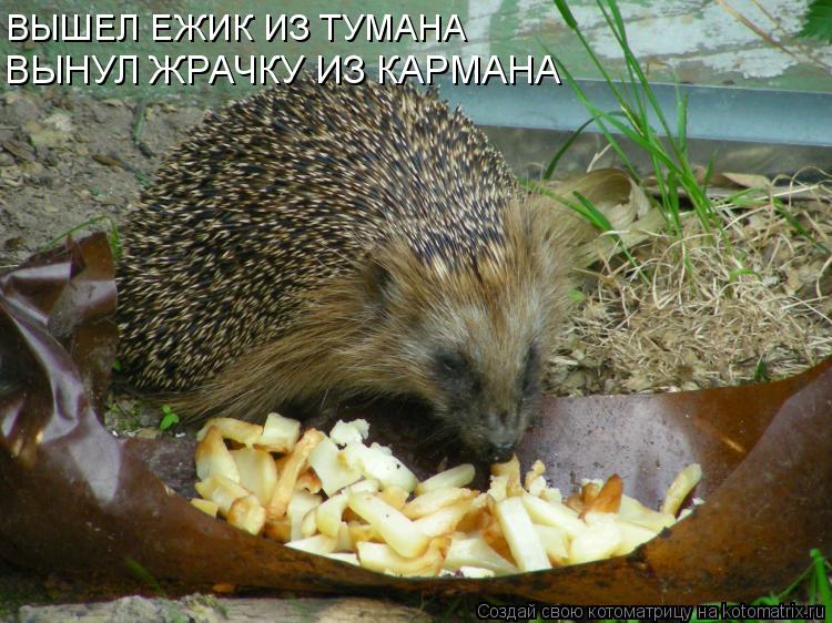 ВЫШЕЛ ЕЖИК ИЗ ТУМАНА ВЫНУЛ ЖРАЧКУ ИЗ КАРМАНА... Котоматрица: ВЫШЕЛ ЕЖИК ИЗ ТУМАНА ВЫНУЛ ЖРАЧКУ ИЗ КАРМАНА