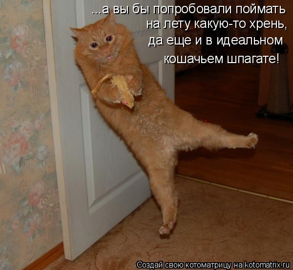 ...а вы бы попробовали поймать на лету какую-то хрень, да еще и в идеальном кошачьем шпагате!... Котоматрица: ...а вы бы попробовали поймать на лету какую-то хрень, да еще и в идеальном кошачьем шпагате!