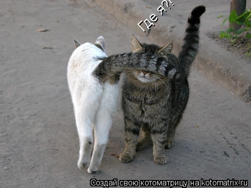 Котоматрица: Где я?!