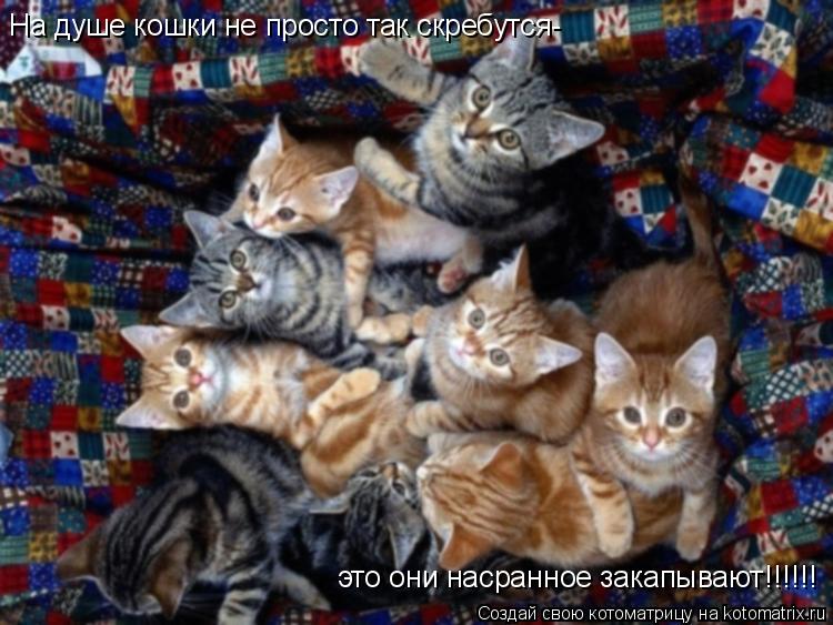 На душе кошки не просто так скребутся- это они насранное закапывают!!!!!!... Котоматрица: На душе кошки не просто так скребутся- это они насранное закапывают!!!!!!
