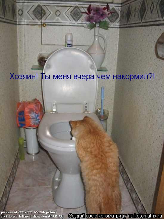 Котоматрица: Хозяин! Ты меня вчера чем накормил?!