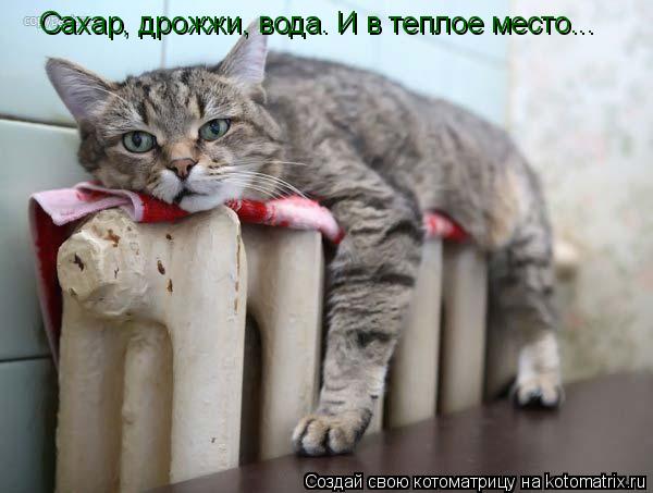 Сахар, дрожжи, вода. И в теплое место...... Котоматрица: Сахар, дрожжи, вода. И в теплое место...