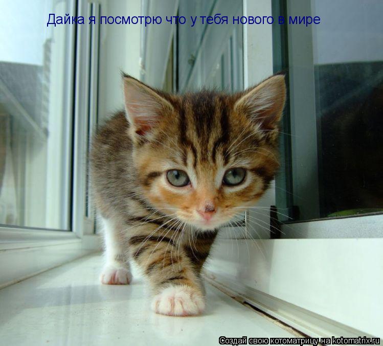 Дайка я посмотрю что у тебя нового в мире... Котоматрица: Дайка я посмотрю что у тебя нового в мире