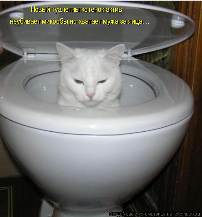 Котоматрица: Новый туалетны котенок актив неубивает микробы,но хватает мужа за яица....