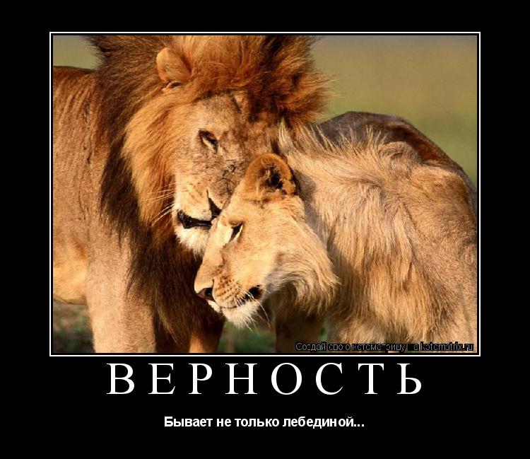 Статусы для про львицу Статусы для про львицу