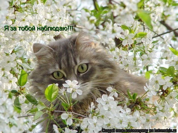 Я за тобой наблюдаю!!!... Котоматрица: Я за тобой наблюдаю!!!