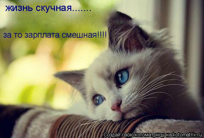жизнь скучная....... за то зарплата смешная!!!!... Котоматрица: жизнь скучная....... за то зарплата смешная!!!!