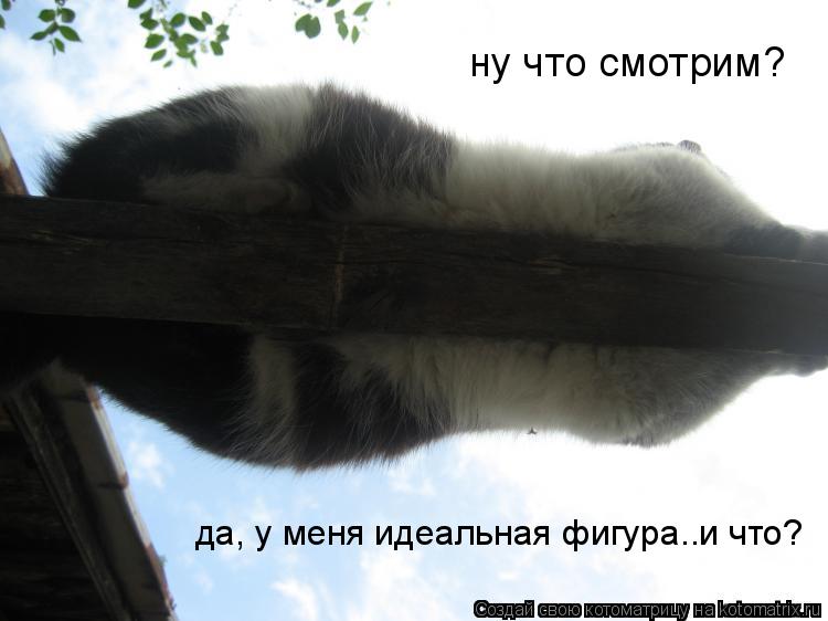 ну что смотрим? да, у меня идеальная фигура..и что?... Котоматрица: ну что смотрим? да, у меня идеальная фигура..и что?