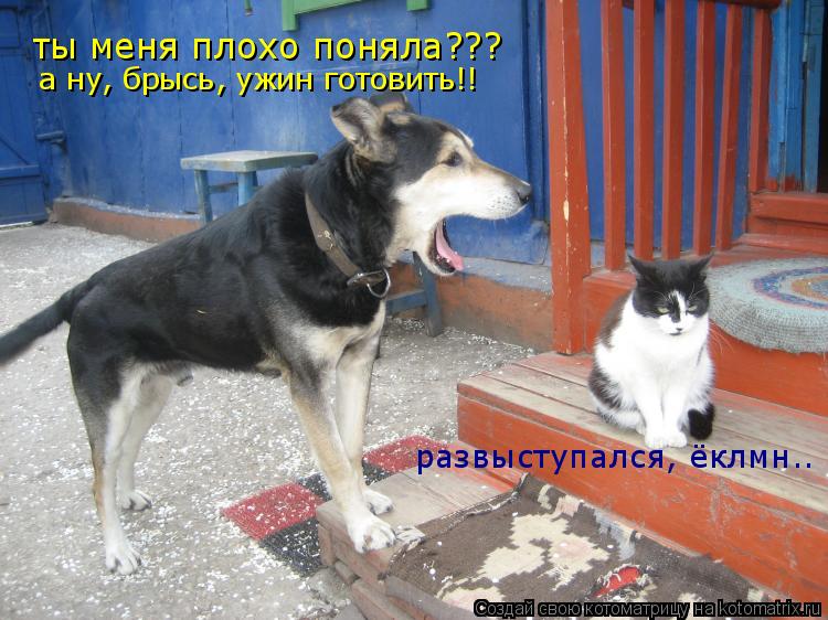 ты меня плохо поняла??? а ну, брысь, ужин готовить!! развыступался, ёклмн..... Котоматрица: ты меня плохо поняла??? а ну, брысь, ужин готовить!! развыступался, ёклмн..